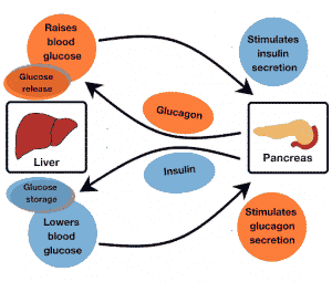 graphic explaining how the pancreas regulates blood sugar
