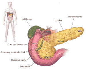 graphic showing the pancreas