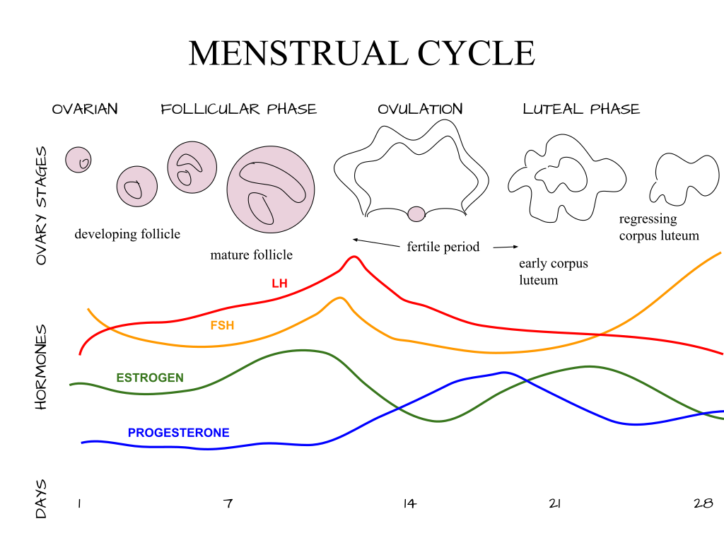 A graph showing the hormonal changes and ovary follicle development during the menstrual cycle. The graph is divided into two main phases: the follicular phase (day 1 to 14) and the luteal phase (day 15 to 28). It includes colored lines representing the levels of four hormones: LH (red), FSH (orange), estrogen (green), and progesterone (blue). The LH and FSH levels peak around ovulation on day 14, while estrogen and progesterone have distinct rises, with progesterone increasing in the luteal phase. Above the graph, images illustrate the growth and release of the ovary's follicle.